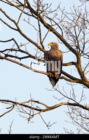 White tailed Eagle / Sea Eagle ( Haliaeetus albicilla ) perched high up in a tree, resting, watching around, typical situation, wildlife, Europe. Stock Photo