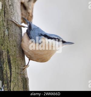 Kletterkünstler... Europäischer Kleiber  Sitta europaea  im Winter auf Nahrungssuche am Totholz einer alten Eiche, meist recht auffälliger heimischer Singvogel, oft auch an Winterfütterung im Garten zu beobachten *** Eurasian Nuthatch  Sitta europaea  perched at a rotten oak tree trunk, watching around, in typical pose, wildlife, Europe. Nordrhein-Westfalen Deutschland, Westeuropa Stock Photo