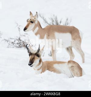 Pronghorn ( Antilocapra americana ), two pronghorns, pair, male and female in winter, lying, resting, standing next to each other in snow, wildlife, Y Stock Photo