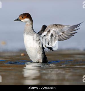 Smew ( Mergellus albellus ), female on a half frozen lake, rare winter guest in Germany, rearing high up out of the water, flapping wings, wildlife, E Stock Photo
