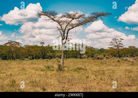 Landscapes with yellow barked acacia trees in Lake Nakuru National Park in Kenya Stock Photo