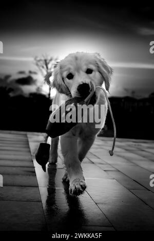 A golden retriever puppy fetching a training toy Stock Photo