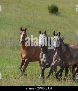 Three horses two greys and one bay with white blaze running towards camera with all ears up in green summer pasture vertical equine image room for mas Stock Photo