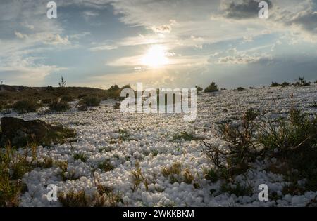 Spectacular hailstorm with large stones deposited on the ground. Sunset with the ground full of hail reflecting the sunlight. Stock Photo