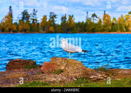 Seagull Perched on Lakeshore Rocks, Autumnal Forest Background Stock Photo
