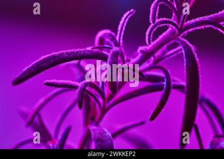 Purple Macro Plant Detail - Furry Leaves and Spirals Stock Photo