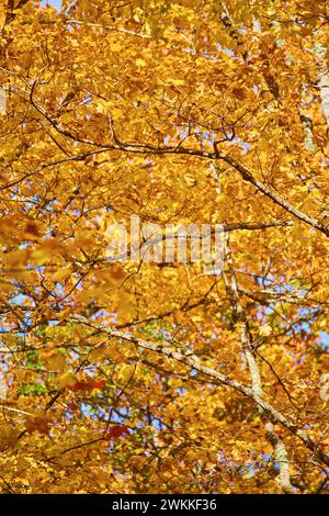 A canopy of leaves Stock Photo - Alamy