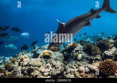 Tiger Shark eating fish in blue ocean on coral reef. Stock Photo