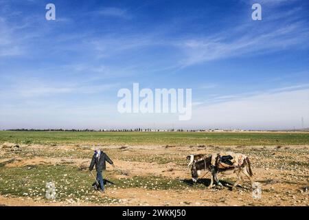 Syria, surroundings of Tadmor, Syrian sheep herder Stock Photo