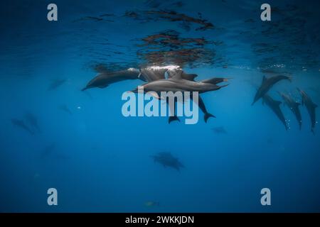 Dolphins pod swims underwater in blue ocean. Stock Photo
