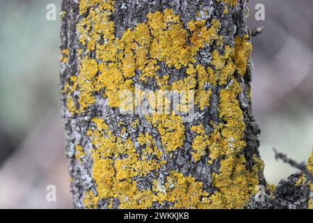 Common orange lichen (Xanthoria parietina) on tree bark close-up. Stock Photo
