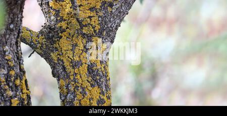 Common orange lichen (Xanthoria parietina) on tree bark, lichen on fruit trees contributes to the spread of pests. Stock Photo