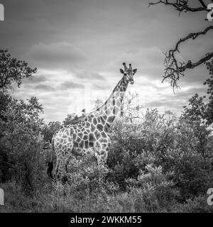Black and white image of a giraffe Stock Photo