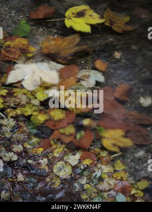 Autumn leaves swimming at a river shore with motion blur Stock Photo