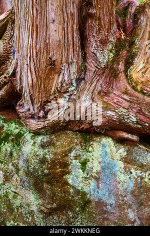 Tree Bark Texture and Moss-Covered Rock Close-Up Stock Photo