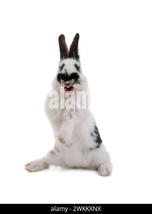 white rabbit with black spots stands on its hind legs isolated on a white background. Stock Photo