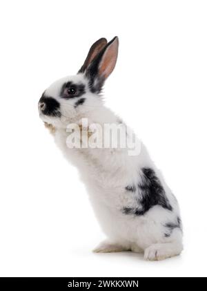 white rabbit with black spots stands on its hind legs isolated on a white background. Stock Photo