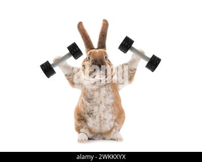 Bunny with dumbbells isolated on a white background. Stock Photo