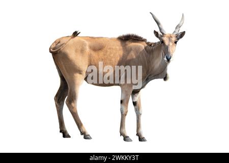 eland antelope isolated on white background. Stock Photo