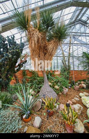 Lush Greenhouse Oasis with Diverse Plants and Stone Pathway Stock Photo ...