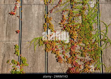 Climbing Plants on Concrete Wall at University Campus Stock Photo