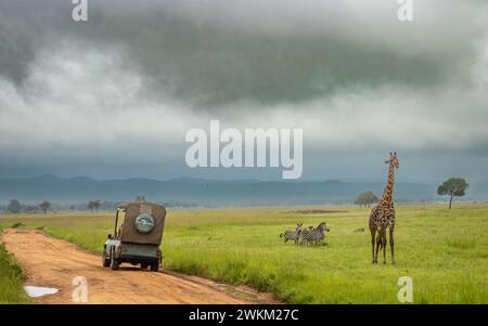 A tourist jeep on safari stops by a male Masai giraffe and a group of plains zebra in Mikumi National Park in southern Tanzania. Stock Photo