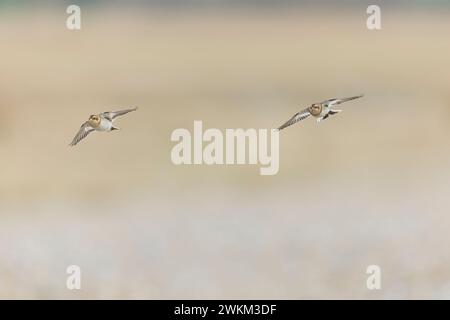 Snow bunting Plectrophenax nivalis, 2 winter plumage females flying, Suffolk, England, February Stock Photo
