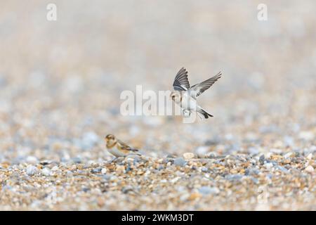 Snow bunting Plectrophenax nivalis, winter plumage female flying, about to land on shingle beach, Suffolk, England, February Stock Photo