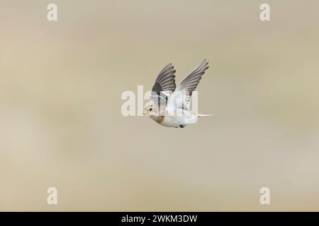 Snow bunting Plectrophenax nivalis, winter plumage female flying, Suffolk, England, February Stock Photo