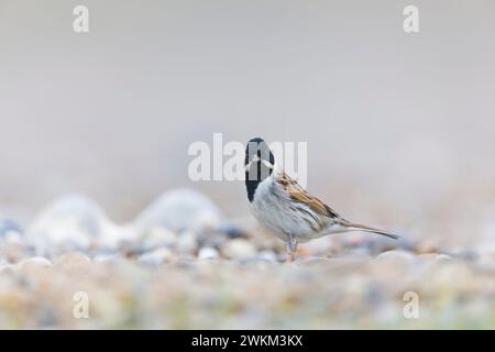 Reed bunting Emberiza schoeniclus, breeding plumage adult male standing on beach, Suffolk, England, February Stock Photo