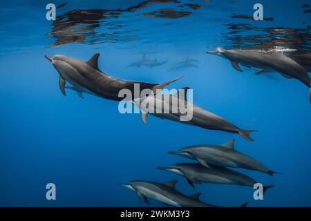 Dolphins pod playing and swims underwater in blue sea. Dolphins family in ocean Stock Photo