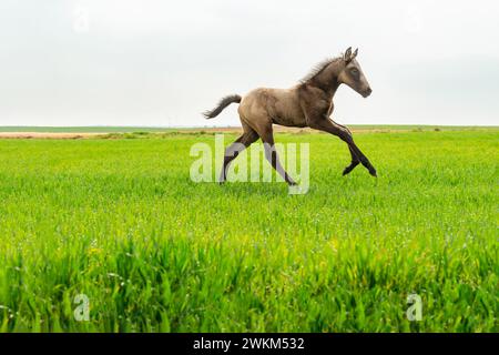 Young beautiful brown horse running in the field on fresh grass. Stock Photo