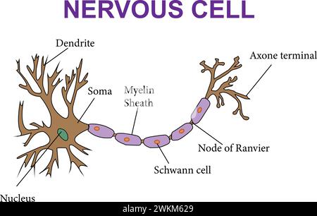 A diagram nerveus cell.Vector illustration. Stock Vector
