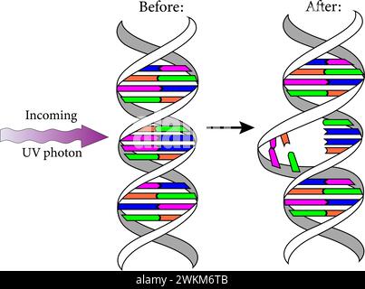 Diagram showing the Ultraviolet  photons harm the DNA molecules of living organisms in different ways.Vector illustration. Stock Vector