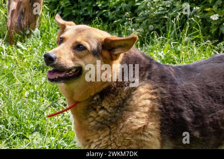 Brown dog in the garden in green grass close up Stock Photo