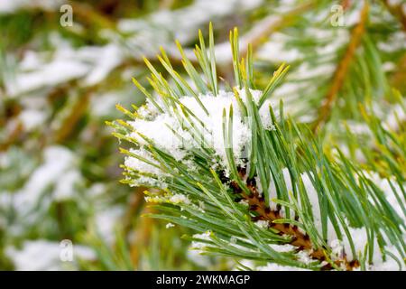 Scot's Pine (pinus sylvestris), close up of a branch of the tree showing the green needles covered in snow and isolated from the background. Stock Photo