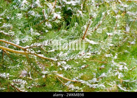 Scot's Pine (pinus sylvestris), close up showing branches of the tree with the green needles or foliage covered in snow. Stock Photo