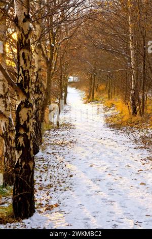 A snow covered path cutting through the edge of a small piece of woodland lit by the last rays of a setting sun during the winter. Stock Photo