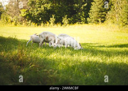 The Dairy goats on a small farm in Ontario, Canada. Stock Photo