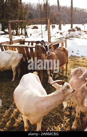 Goats feeding in snow-covered enclosure, Dairy goats on a small farm in Ontario, Canada. Stock Photo