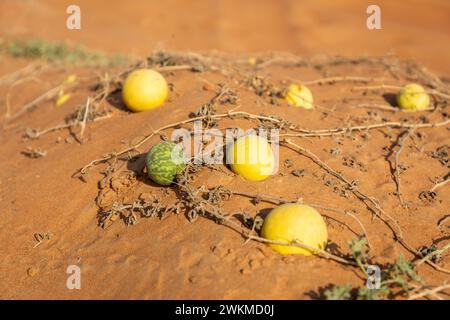 Citrullus colocynthis (colocynth, bitter melon) ripe green and yellow fruits with stems growing on a sand dune, in the desert of United Arab Emirates. Stock Photo