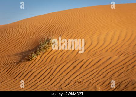 Golden desert dune landscape with rippled sand patterns and barren vegetation, blue sky, Dubai, United Arab Emirates. Stock Photo