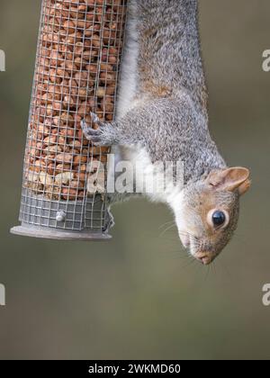Grey Squirrel (Sciurus carolinensis) hanging vertically down on a garden peanut feeder, Casmbridgeshire, England Stock Photo