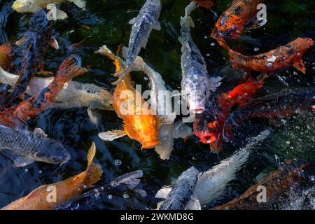 Hungry koi carps wait at the water surface for food Stock Photo