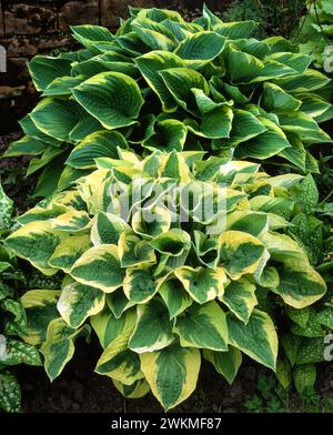 Beautiful variegated green and yellow hosta plants growing in English garden border, England, UK Stock Photo