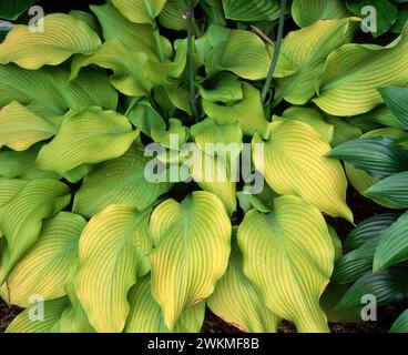 Perfect large light green foliage / leaves of Hosta 'Sun Power’ growing in English garden, England, UK Stock Photo