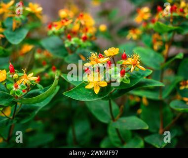 Yellow Hypericum androsaemum 'Orange Flair’ / Hypericum x inodorum 'Orange Flair’ flowers and red berries, growing in English garden, England, UK Stock Photo