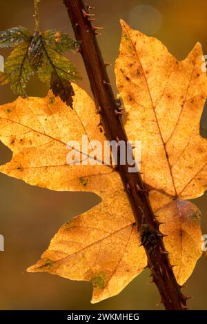 Bigleaf maple leaf on Trail of Ten Falls, Silver Falls State Park, Oregon Stock Photo