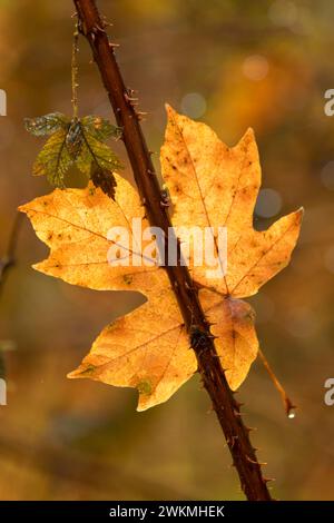 Bigleaf maple leaf on Trail of Ten Falls, Silver Falls State Park, Oregon Stock Photo