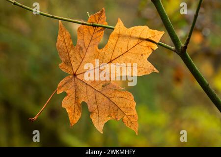 Bigleaf maple leaf on Trail of Ten Falls, Silver Falls State Park, Oregon Stock Photo